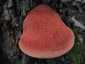 Májgomba (Fistulina hepatica), Budai-hegység